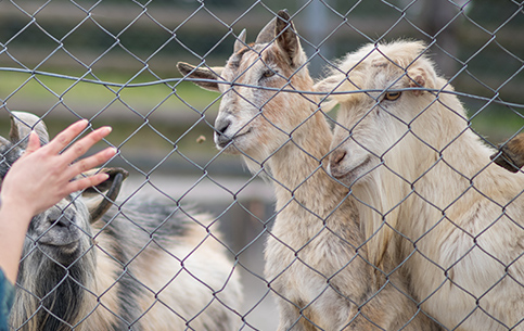 動物ふれあいランド