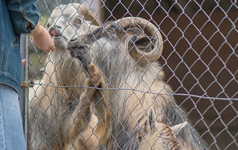 動物ふれあいランド