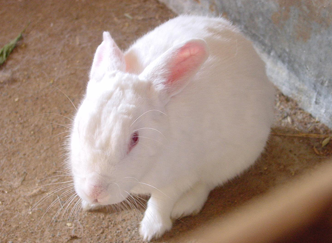 動物ふれあいランド