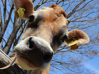 どうぶつ animals